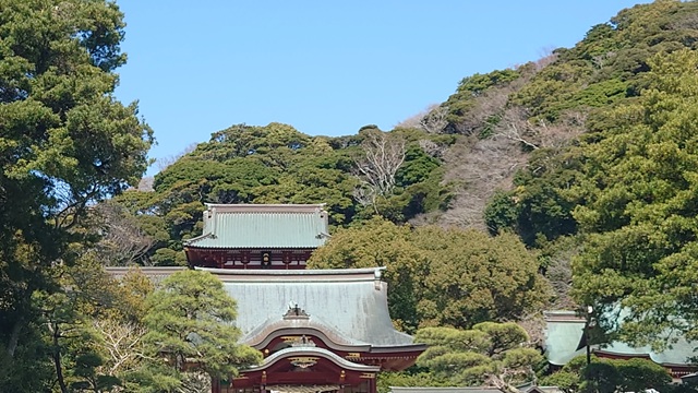 樹影